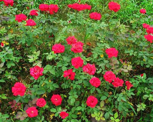 供應(yīng)麥冬草