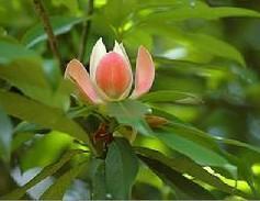 供應(yīng)紅花木蓮