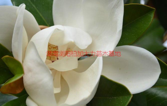 供應(yīng)長沙廣玉蘭產(chǎn)地價