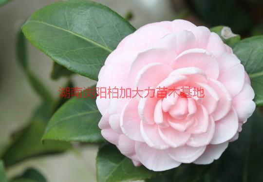 茶花供應(yīng)圖片