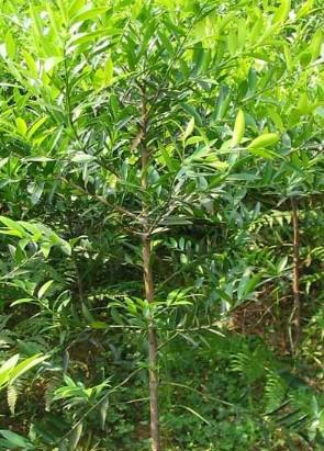 湖南八月桂種植園圖片