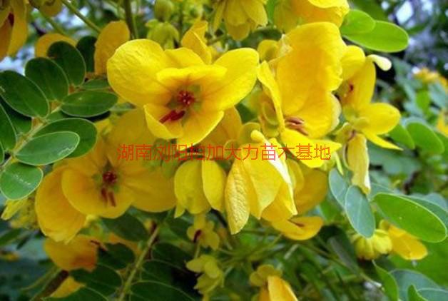 湖南黃花槐價格圖片