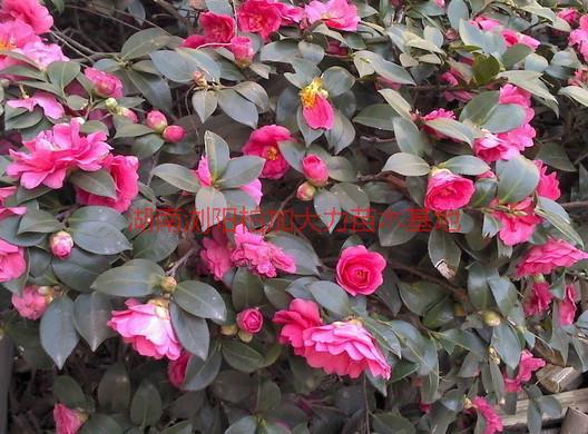 供應(yīng)茶花的價(jià)格，茶花的價(jià)格*