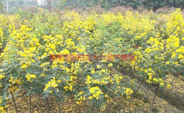 供應(yīng)黃花槐價(jià)錢，黃花槐價(jià)錢*，湖南黃花槐價(jià)錢