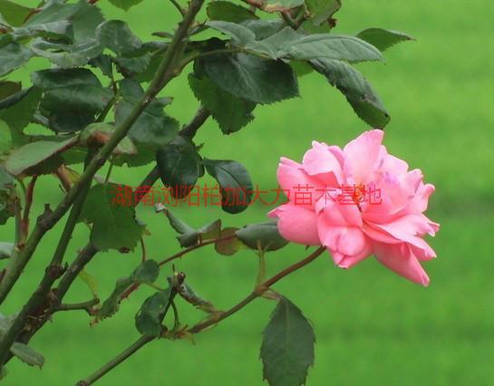 月季花圖片/月季花樣板圖 (3)