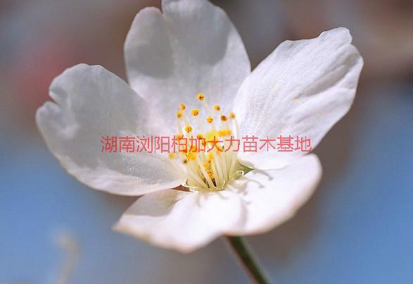 湖南櫻花的價(jià)格圖片