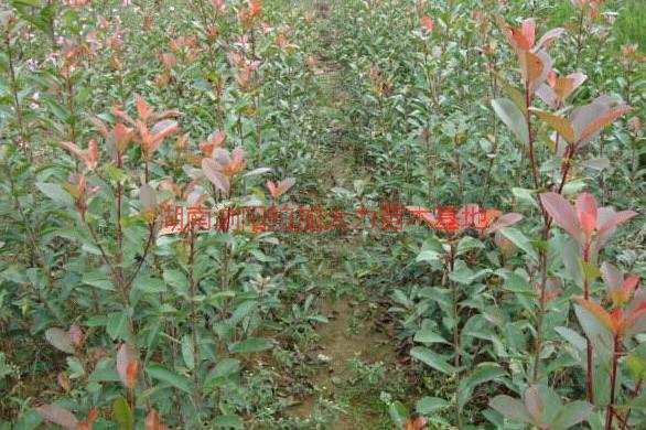 供應(yīng)紅葉石楠產(chǎn)地價，紅葉石楠產(chǎn)地價*