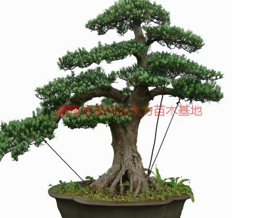 供應(yīng)盆景產(chǎn)地價，盆景產(chǎn)地價便宜嗎/盆景產(chǎn)地價*