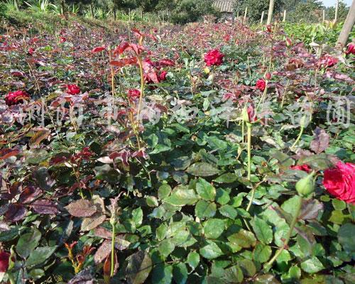 月季花圖片/月季花樣板圖 (4)