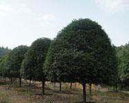 供應(yīng)桂花_【桂花】桂花樹圖片_桂花樹種植技