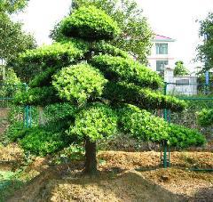 瀏陽(yáng)羅漢松圖片/瀏陽(yáng)羅漢松樣板圖 (4)