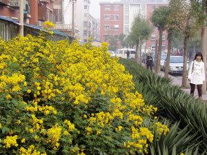 供應(yīng)黃花槐