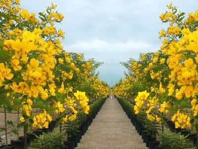 供應(yīng)黃花槐