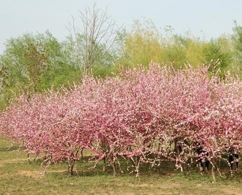 供應(yīng)櫻花
