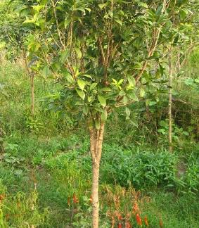 湖南四季桂的價格圖片