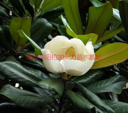 供應(yīng)廣玉蘭產(chǎn)地價(jià),湖南廣玉蘭產(chǎn)地價(jià)