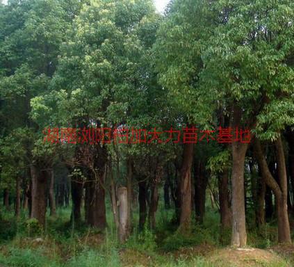 湖南香樟種植地圖片