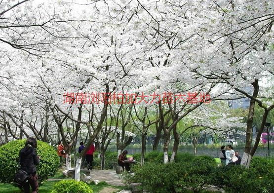 湖南櫻花產(chǎn)地圖片