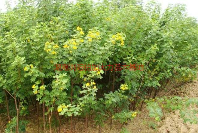 黃花槐圖片/黃花槐樣板圖 (2)