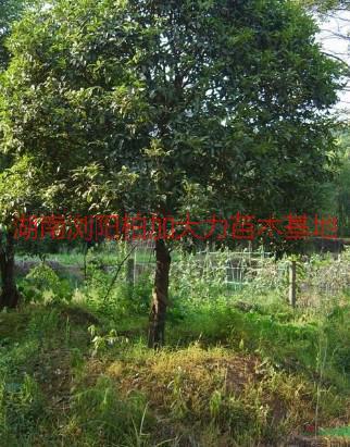 供應(yīng)八月桂種植,八月桂種植商，湖南八月桂種植