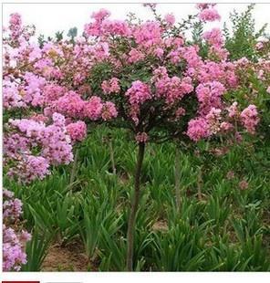 供應(yīng)紅花紫薇速生紫薇