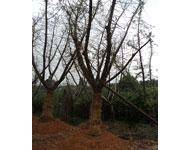 供應(yīng)瀏陽銀杏