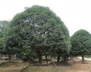 供應(yīng)桂花_【桂花】桂花樹圖片_桂花樹種植技