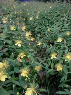 供應(yīng)各類扦插小苗