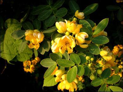 瀏陽黃花槐圖片/瀏陽黃花槐樣板圖 (3)