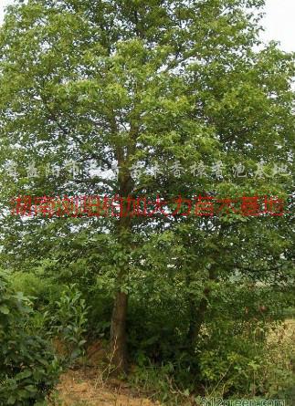 供應(yīng)湖南香樟產(chǎn)地價