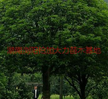 供應(yīng)湖南八月桂種植園，湖南八月桂種植園在哪？