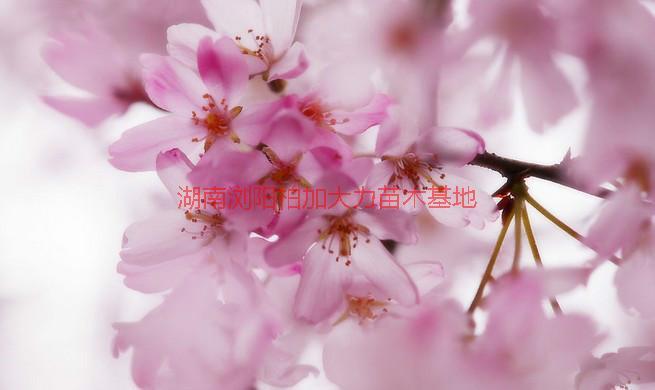 供應(yīng)櫻花產(chǎn)地價(jià)，湖南櫻花產(chǎn)地價(jià)