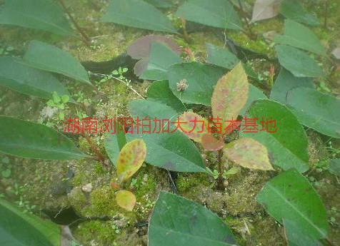 供應(yīng)紅葉石楠種植園