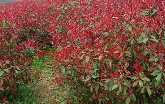 紅葉石楠價錢圖片/紅葉石楠價錢樣板圖 (2)