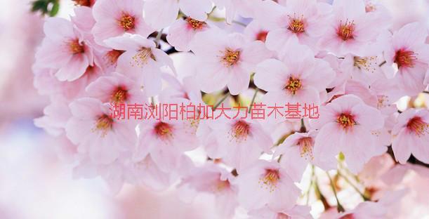 櫻花種植地圖片/櫻花種植地樣板圖 (2)