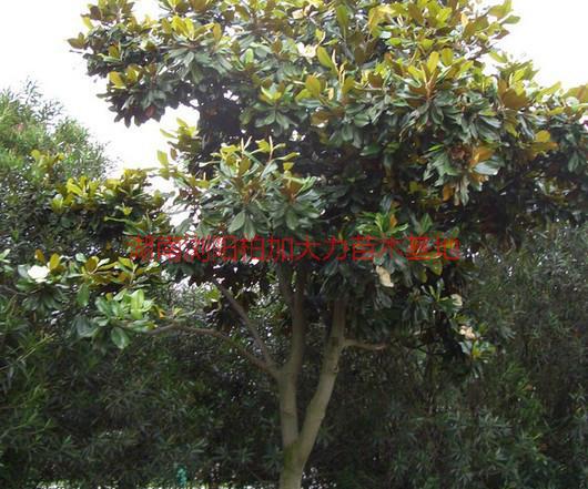 供應(yīng)廣玉蘭產(chǎn)地價(jià),湖南廣玉蘭產(chǎn)地價(jià)