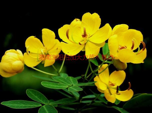 黃花槐圖片/黃花槐樣板圖 (3)