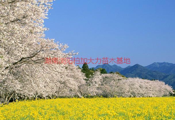 供應湖南櫻花產地價，湖南櫻花產地價*惠
