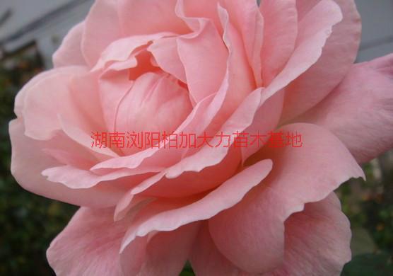 供應(yīng)長(zhǎng)沙月季花