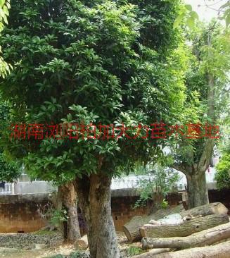 供應(yīng)湖南四季桂產(chǎn)地，湖南四季桂產(chǎn)地批發(fā)