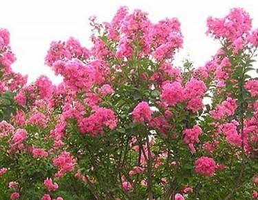 供應(yīng)紅花紫薇速生紫薇