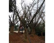 供應(yīng)瀏陽銀杏