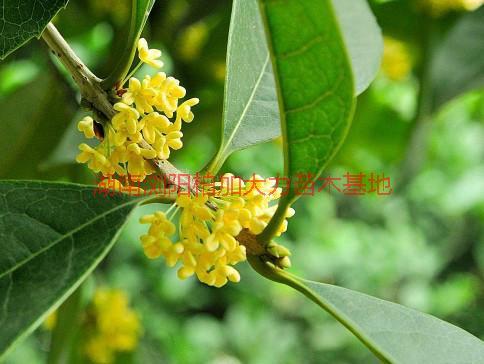 供應(yīng)湖南丹桂產(chǎn)地價