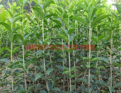 供應(yīng)湖南八月桂種植園，湖南八月桂種植園在哪？
