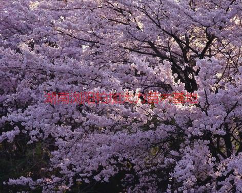 櫻花批發(fā)價(jià)錢圖片