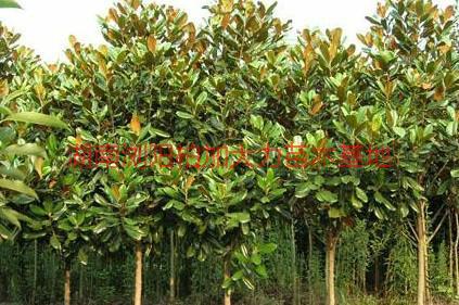 長沙廣玉蘭產(chǎn)地價圖片