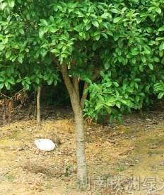 供應(yīng)湖南四季桂產(chǎn)地，湖南四季桂產(chǎn)地批發(fā)