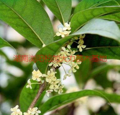 湖南八月桂批發(fā)圖片