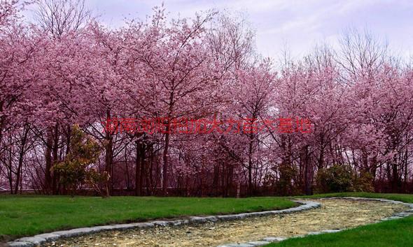 供應湖南櫻花產地價，湖南櫻花產地價*惠