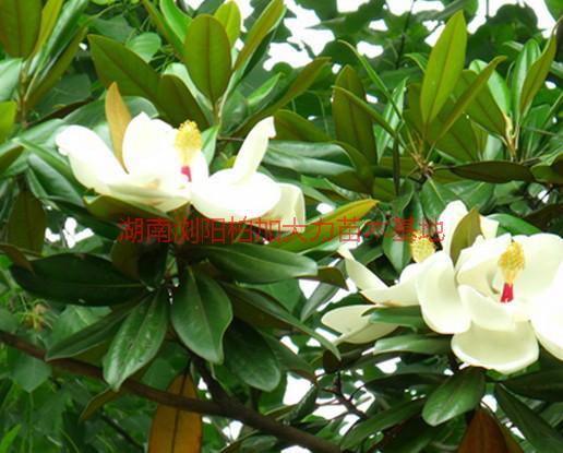 供應(yīng)廣玉蘭產(chǎn)地價(jià),湖南廣玉蘭產(chǎn)地價(jià)